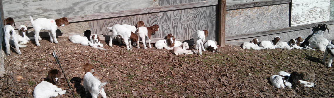 Boer goat kids for sale in Missouri