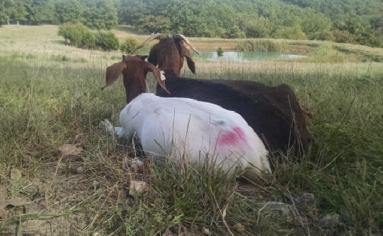 Full blood Boer goat does at Missouri's Canyon Goat Company