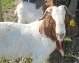 Canyon Goat Company Boer sire