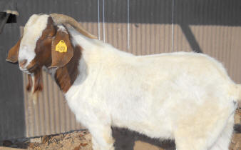 goat-Boer buck