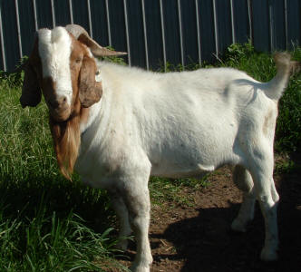 fullblood Boer billy goat Johnny