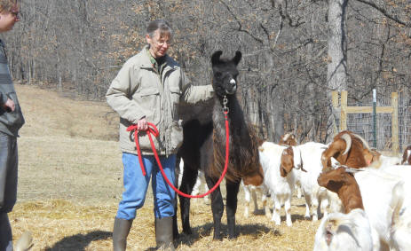 guard llama and Boer goats at Missouri's Canyon Goat Company