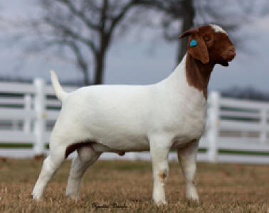 Super Square, our breeder Boer buck at canyon Goat company, Inc.