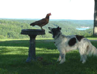 Border collie Maggie & Chicken
