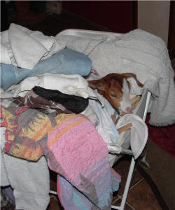 Pocket, our pet goat kid, in the laundry