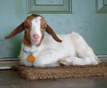 Our pet goat, Pocket on the welcome mat at Canyon Goat Company