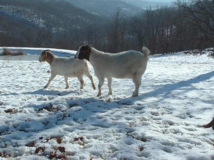 Winter goats