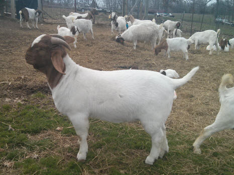 full blood Boer goat breeder buck Super Square