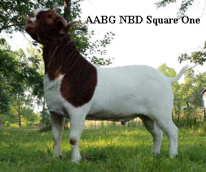 Boer goat buck Square One