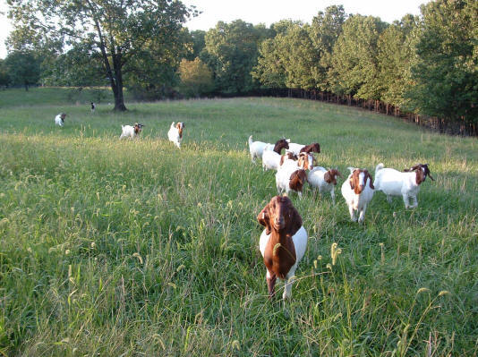 here come the pasture-raised Boer meat goats at Canyon Goat Company in Greenview, Missouri