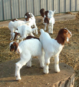 new Boer kids at Missouri's Canyon Goat Company