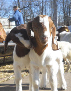 Boer doeling and buckling born at Canyon Goat Company