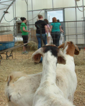 Boer goats at Camdenton High School