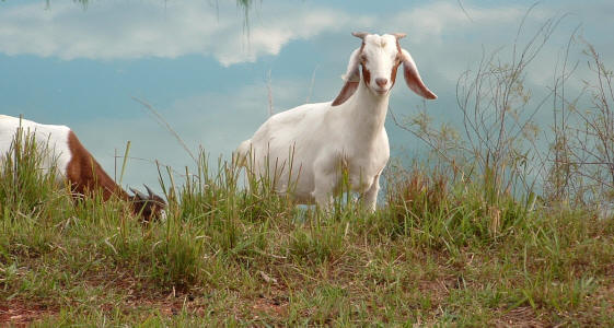 Percentage Boer goat kid at Missouri's Canyon Goat Company